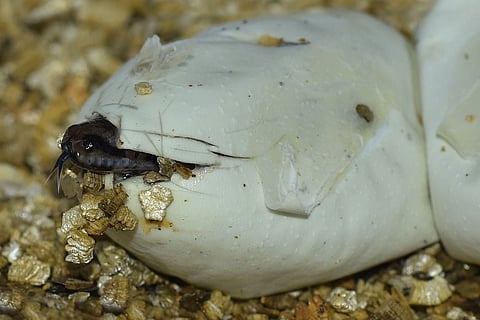 Python eggs