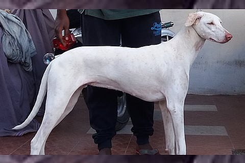 Rajapalayam dog