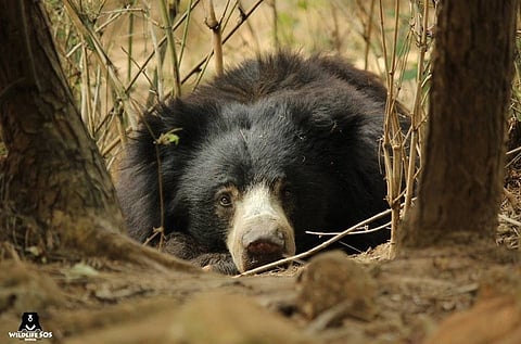 7 years after rescue, India’s last dancing bear finally recovers in Bengaluru