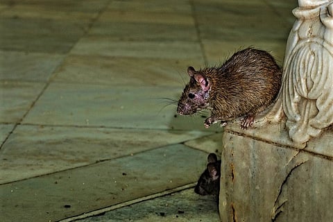 Video of rat-infested kitchen at Hyd airport goes viral, cops issue warning