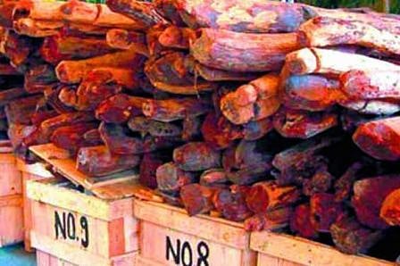 Andhra govt to open depot in China to market retrieved red sanders