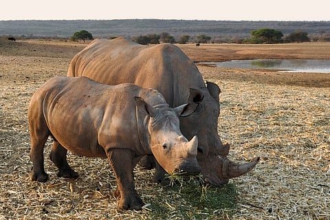 Representation image of Rhino