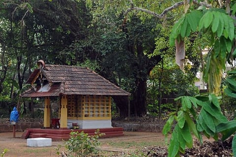 Sacred groves of north Kerala: The last refuge for biodiversity