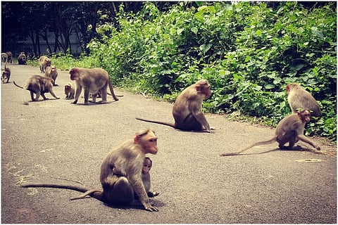 Monkeys in Sasthacotta of Kerala
