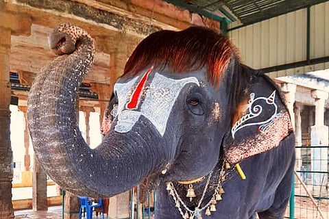 'Bob-cut Sengamalam' an elephant from Tamil Nadu wows netizens again
