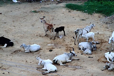 Animal Welfare Board asks states to build ‘hostels’ for stray cows, dogs
