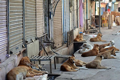 Dogs sitting outside closed shops