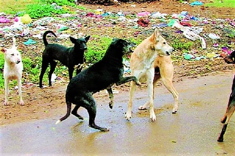 3 BBMP officials arrested after 11-yr-old Bengaluru boy attacked by stray dogs