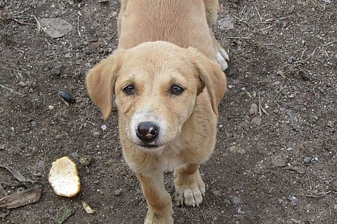 Victory for Bengaluru pet owners? BBMP’s plans to limit number of pet dogs put on hold