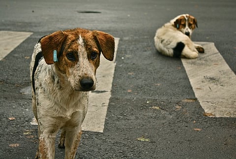 Three BBMP officials booked for allegedly botching up birth control in stray dogs