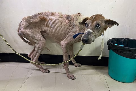 A severely malnourished stray dog found at IIT-M dog enclosure
