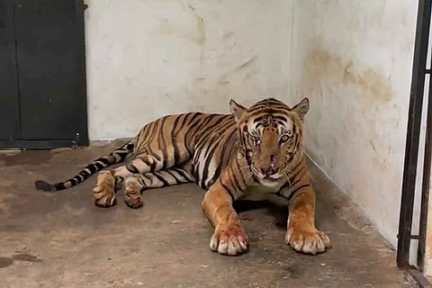 Tiger T23 after being captured and taken to Mysuru Zoo