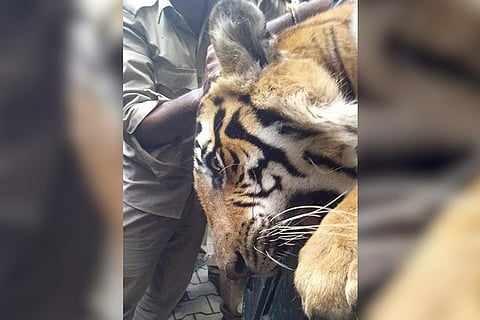 Bandipur tiger which killed farmer finally captured, to be taken to Mysuru