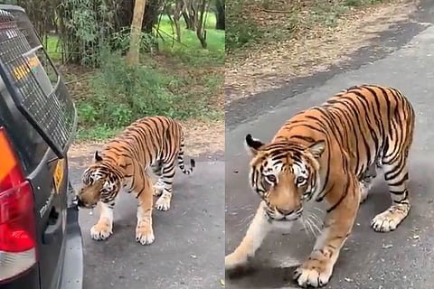 Bannerghatta tiger