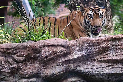 A tiger in Byculla Zoo: Tiger sighted in human habitation in Andhra’s Kakinada, search on