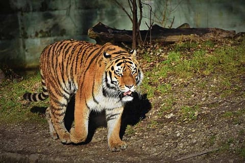 Tigers