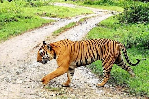 Forest officials have initiated a probe into the incident