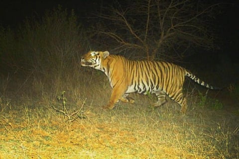 A tiger in the wild