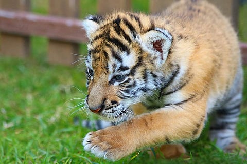 Tiger cub