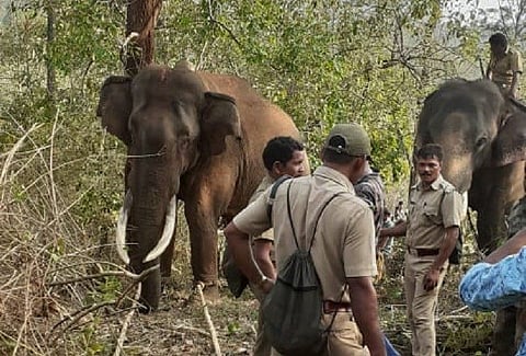 In their first op, Kerala’s kumki elephants help capture wild tusker Vadakkanadu Komban