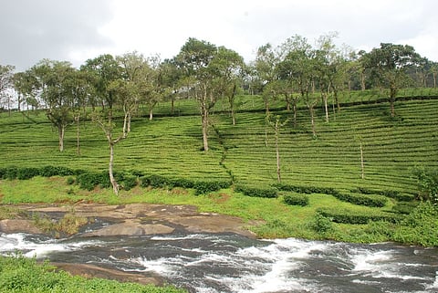 Photo feature: In the tea country of charming Valparai