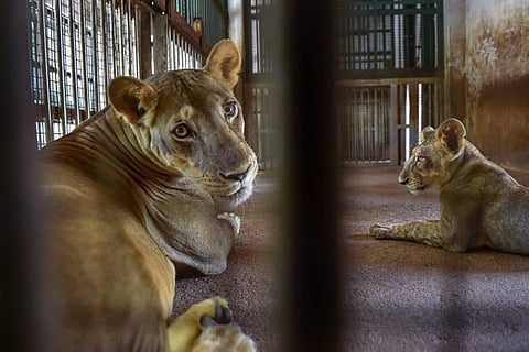 9 lions test positive at Chennai zoo: Representative picture of a lioness with her cub inside an enclosure at the famous 'Arignar Anna Zoological Park' at Vandalur, Chennai