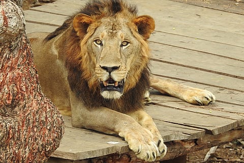A lion lying on a wooden platform