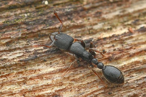 Vollenhovia