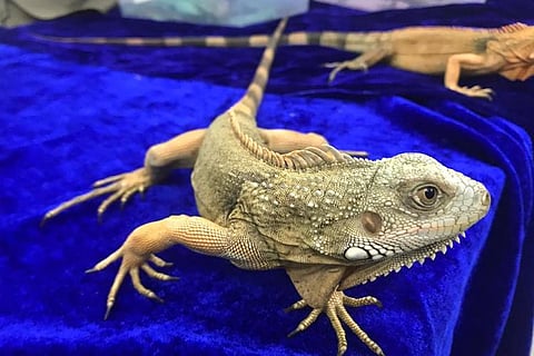 Exotic species of marmosets, iguanas being smuggled rescued at Chennai airport, 3 held