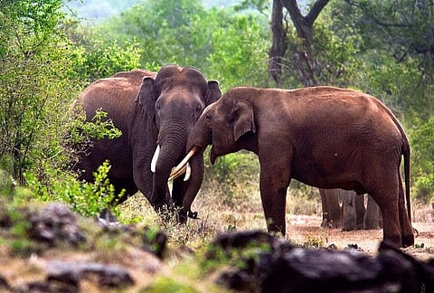 Kerala govt to bore water holes in forests, use ‘Kumki’ elephants to reduce man-animal conflict