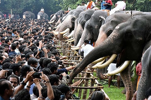 Thrissur elephant-feeding ceremony faces criticism over ‘torture’ of jumbos