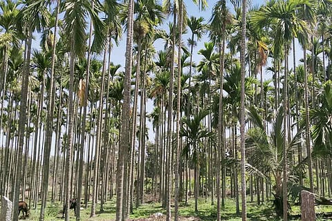 An arecanut plantation in Karnataka