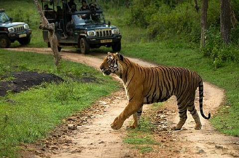 K'taka govt rejects Centre's proposal for elevated corridor in Bandipur Tiger Reserve