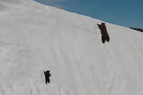 The sad truth behind the viral video of the persistent bear cub