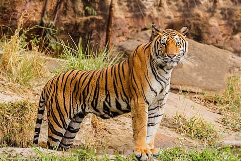 Latest estimates show tiger count in India has increased to 2,967: 10 things to know