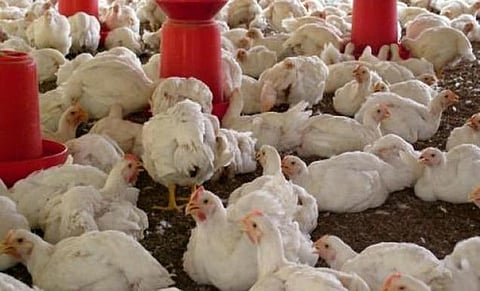 Fake news that coronavirus spreads through chickens hits TN poultry farmers