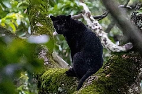 Black panther