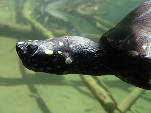 China hands over 204 confiscated rare turtles to Pakistan