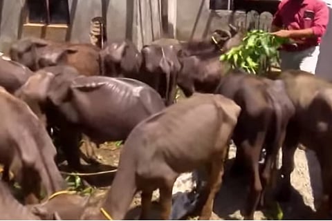 Buffaloes