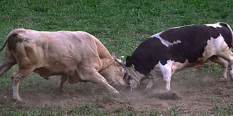 Is bullfighting Goa's worst kept secret?