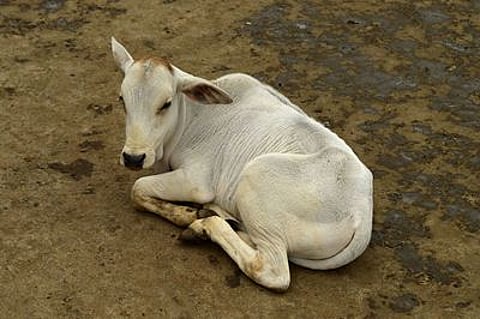 Whose calf is it anyway?