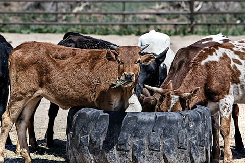 Kerala assembly to debate new cattle law on June 8
