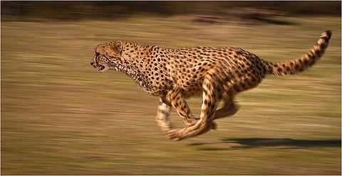 Last of India's cheetahs were shot by a Maharajah- 6 decades later government's reintroduction plan makes no headway