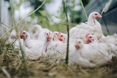 Representational image of poultry
