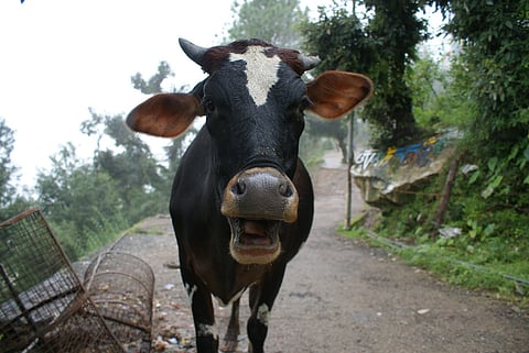 Ban on cow slaughter is constitutional, but does economic reasoning still hold good?