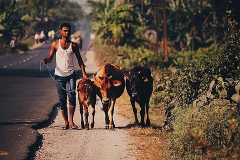 78% of rural Indians saw their work coming to a standstill during lockdown: Survey
