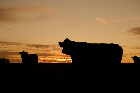VAT on 'Gau Mutra' soon in Andhra?