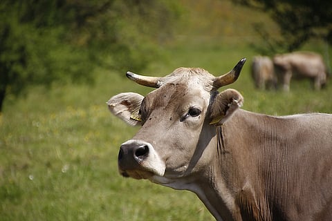 Decapitated head of cow dumped at Hindu man’s home in US