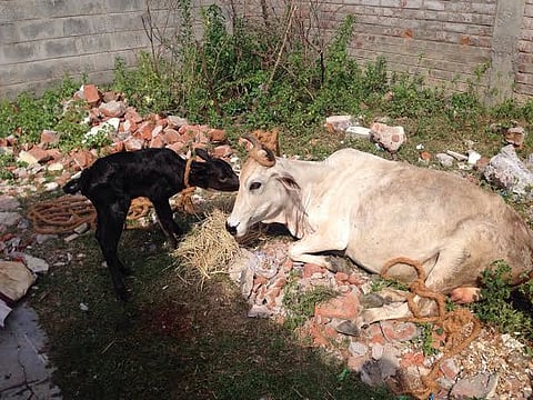 Government offices likely to use floor cleaning liquid made of cow urine