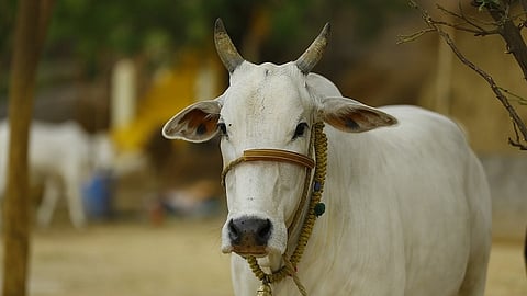 Representative image of cow
